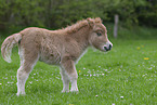 Shetland Pony Foal