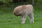 Shetland Pony Foal