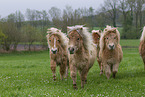 herd of ponies