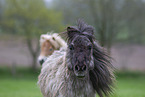 Shetland Ponies