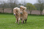 Shetland Ponies