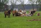 herd of ponies