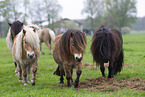herd of ponies