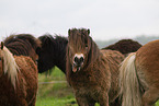 herd of ponies