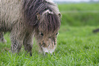 adult Shetland Pony