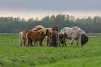 herd of ponies