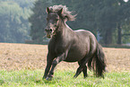 Shetland Pony