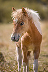 young Shetland Pony