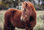 Shetland Pony