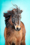 Shetland Pony in studio