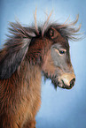 Shetland Pony in studio