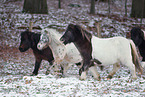 Shetland Ponies