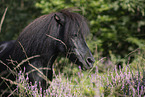 Shetland Pony