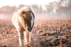 Shetland Pony