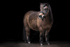 Shetland Pony