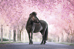 Shetland Pony