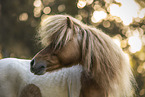Shetland Pony gelding