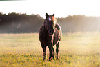 Shetland Pony