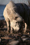 Shetland Pony