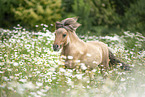 Minishetty