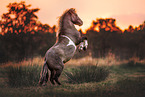 Shetlandpony