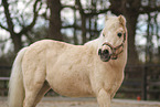 Shetlandpony