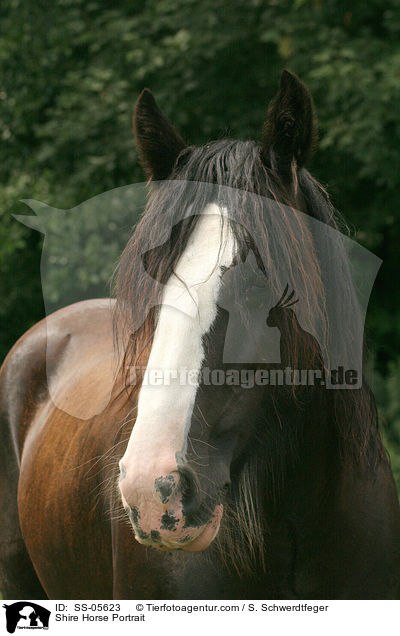 Shire Horse Portrait / Shire Horse Portrait / SS-05623