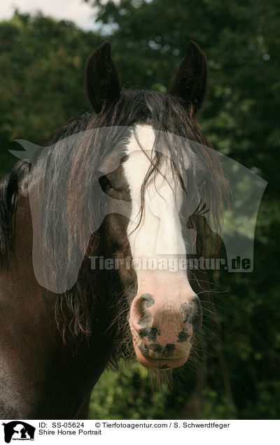 Shire Horse Portrait / Shire Horse Portrait / SS-05624