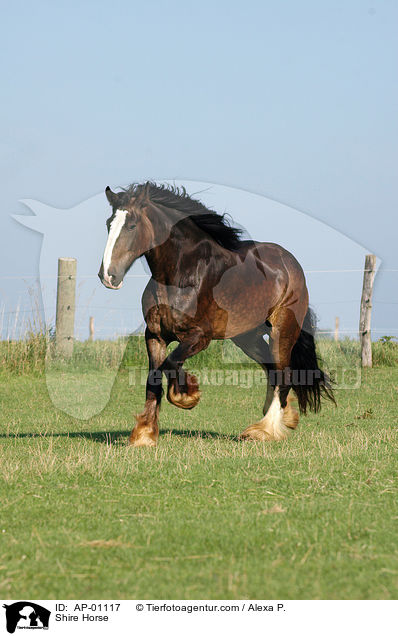 Shire Horse / Shire Horse / AP-01117