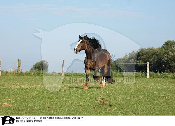 trabendes Shire Horse / trotting Shire Horse / AP-01118