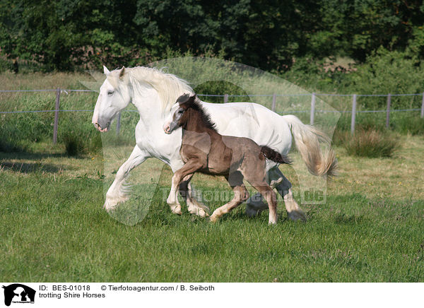 trabende Shire Horses / trotting Shire Horses / BES-01018
