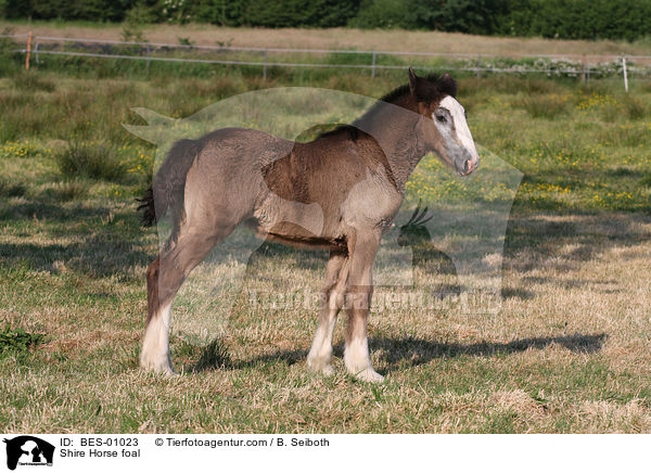 Shire Horse foal / BES-01023