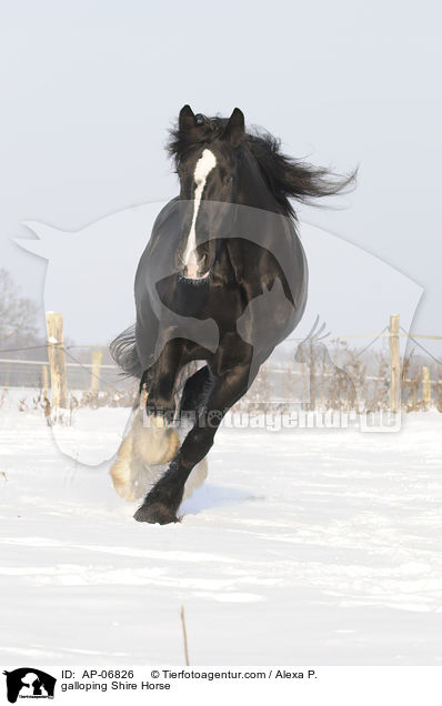 galoppierendes Shire Horse / galloping Shire Horse / AP-06826