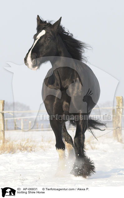 trabendes Shire Horse / trotting Shire Horse / AP-06831