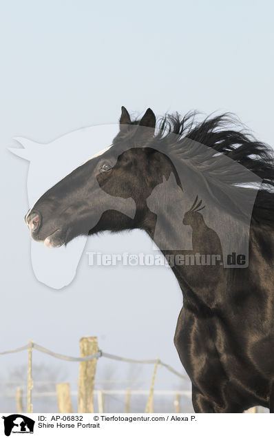 Shire Horse Portrait / Shire Horse Portrait / AP-06832