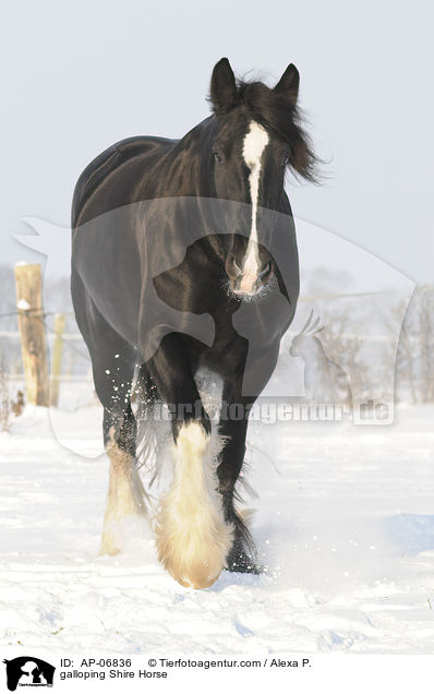 galoppierendes Shire Horse / galloping Shire Horse / AP-06836
