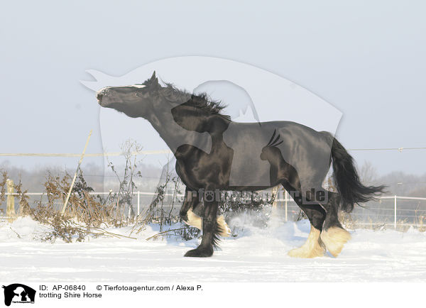 trabendes Shire Horse / trotting Shire Horse / AP-06840