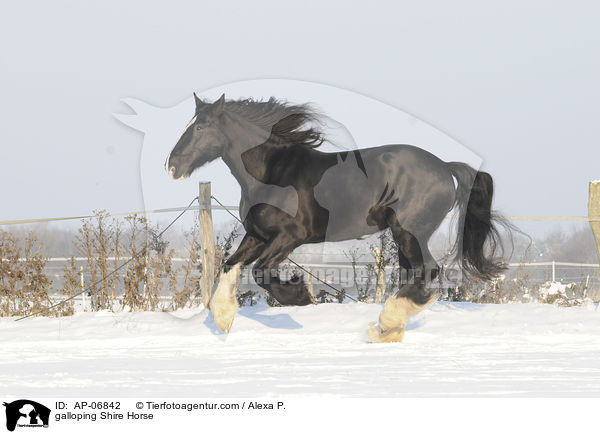 galoppierendes Shire Horse / galloping Shire Horse / AP-06842