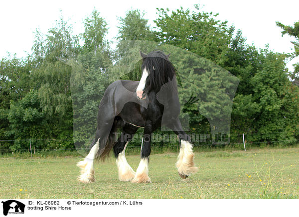 trabendes Shire Horse / trotting Shire Horse / KL-06982