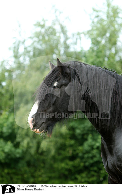Shire Horse Portrait / Shire Horse Portrait / KL-06989