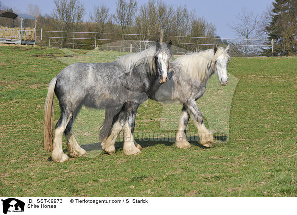 Shire Horses / Shire Horses / SST-09973