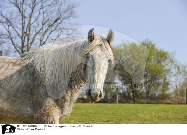Shire Horse Portrait / Shire Horse Portrait / SST-09976