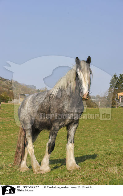 Shire Horse / Shire Horse / SST-09977