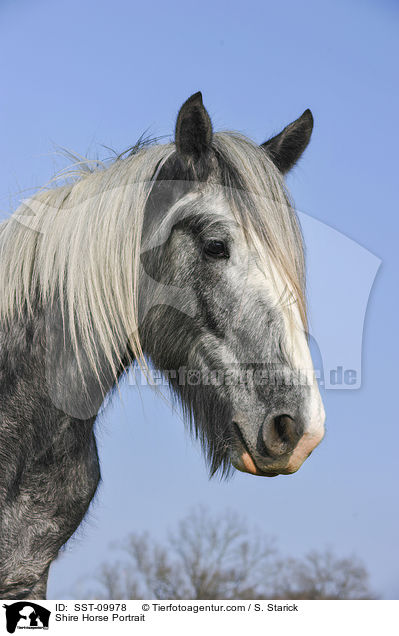 Shire Horse Portrait / Shire Horse Portrait / SST-09978