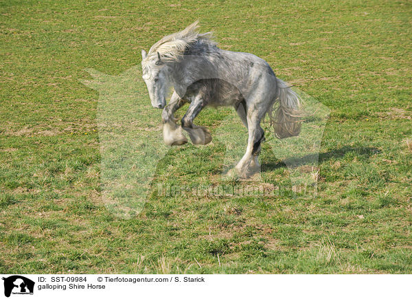 galoppierendes Shire Horse / galloping Shire Horse / SST-09984