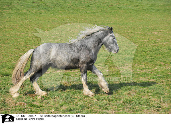 galoppierendes Shire Horse / galloping Shire Horse / SST-09987