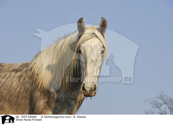 Shire Horse Portrait / Shire Horse Portrait / SST-09998