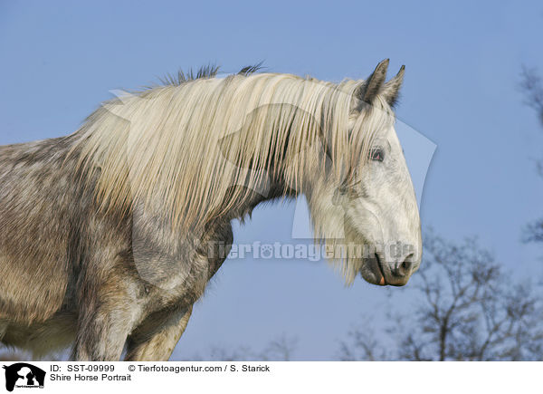 Shire Horse Portrait / Shire Horse Portrait / SST-09999