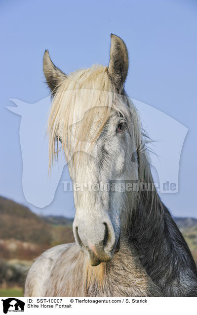 Shire Horse Portrait / Shire Horse Portrait / SST-10007
