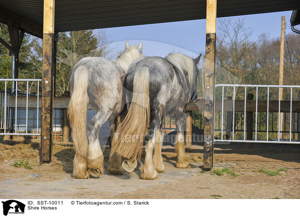 Shire Horses / Shire Horses / SST-10011